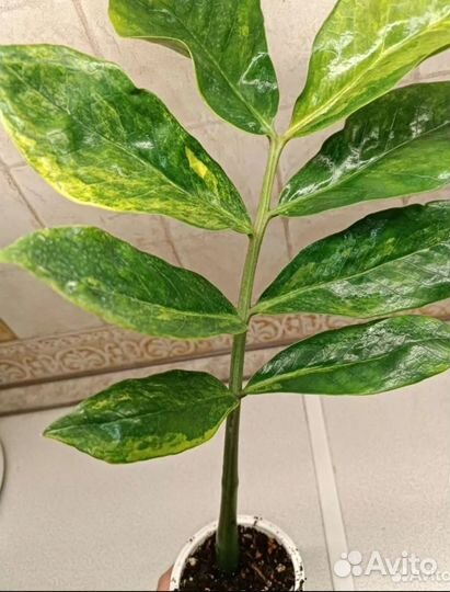 Замиокулькас вариегатный Long leaf limon var
