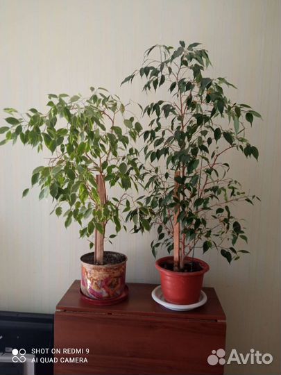 4 горшка. Фикус бенджамина,эхмея