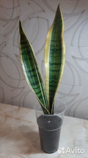 Сансевиерия Футура суперба
