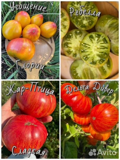 Семена томатов-гномов низкорослых