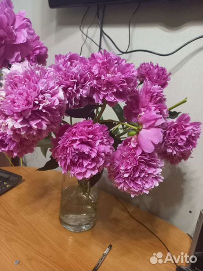 Пионы саженцы