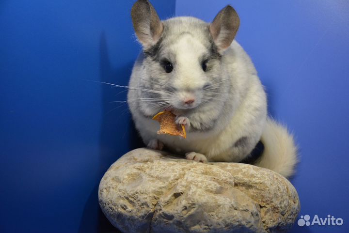 Шиншилла Белый бархат, самка