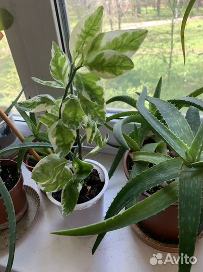 Алоэ два вида укорённыеестьпобольше. Алоэ