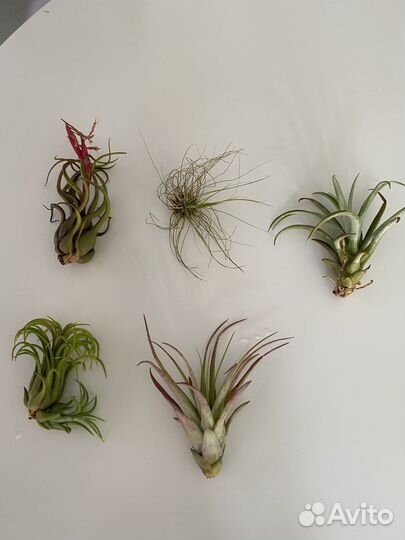 Тилландсия атмосферная