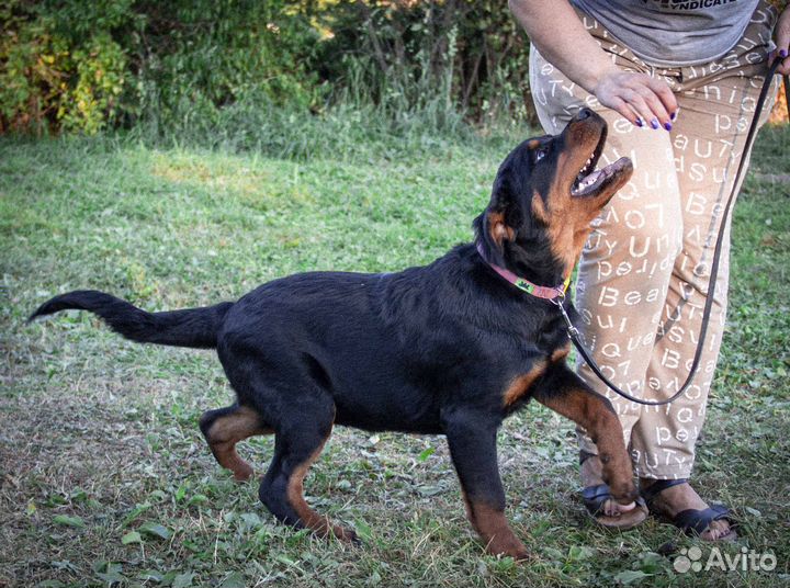 Щенок. Девочка, 4.5 месяца