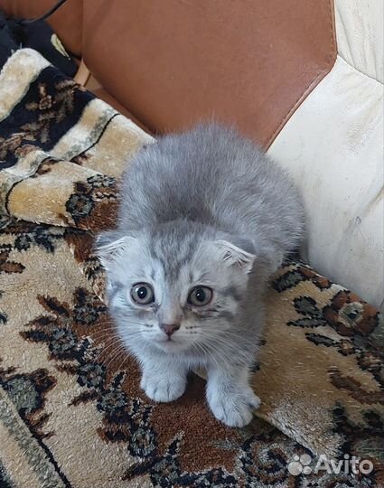 Шотландская вислоухая