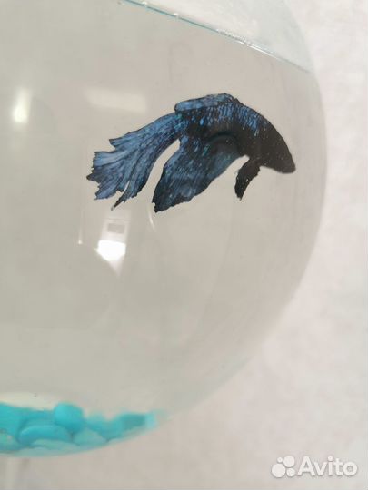 Рыбка петушок с аквариумов в виде бокала