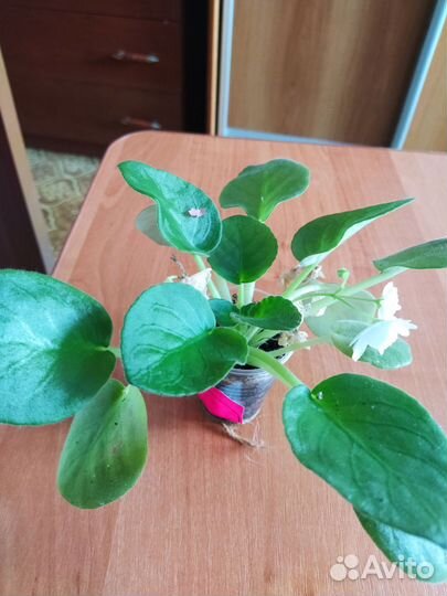 Фиалки, Гранат комнатный