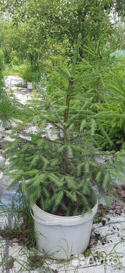 Саженцы ели сибирской