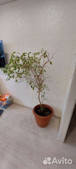 Комнатные цветы