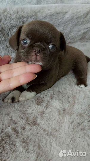 Супер малыши нарядных окрасов