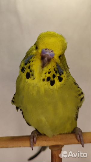 Ввп) Выставочные волнистые попугаи(Чехи)