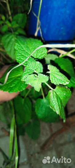 Мята мелисса