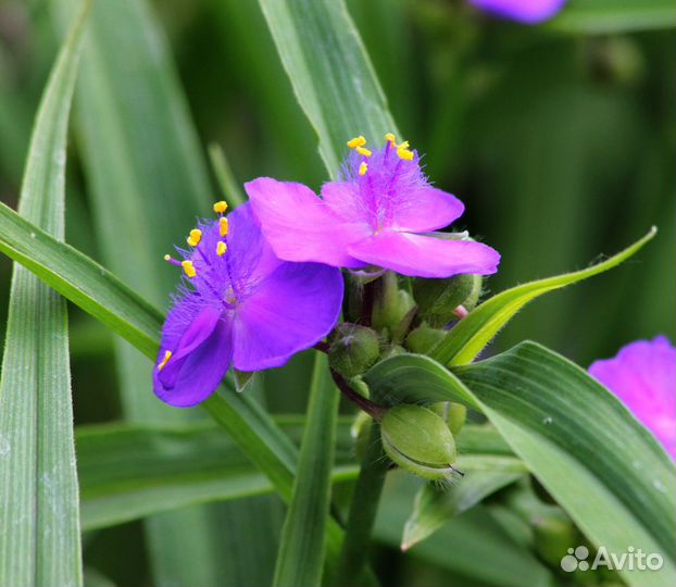 Садовые цветы