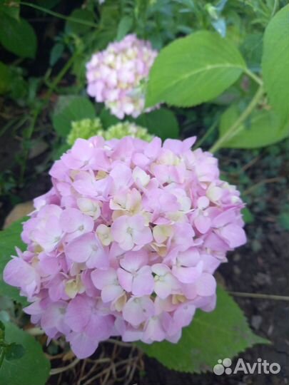 Ирисы,Чубушник,Гортензия,Райграс,Пиретрум