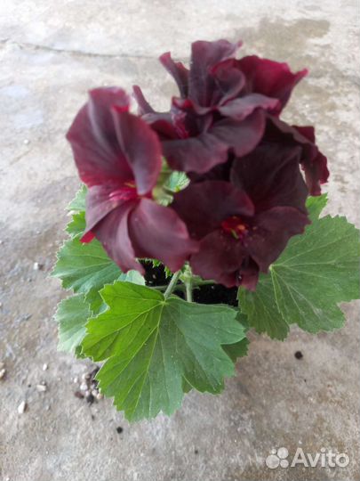 Пеларгония герань