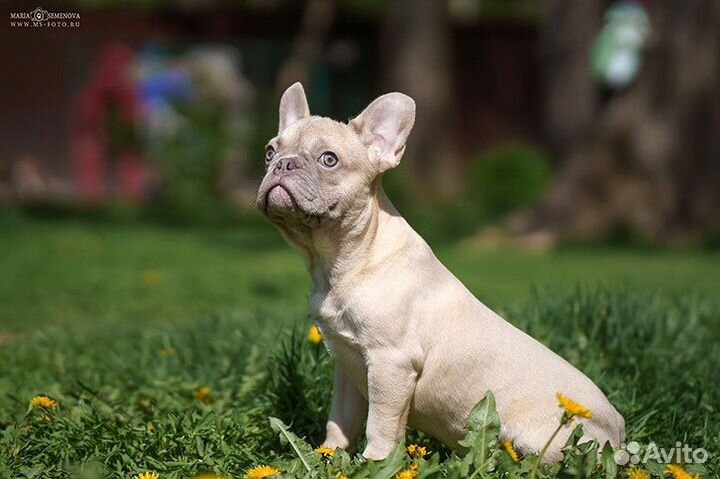 Французский бульдог, мальчик