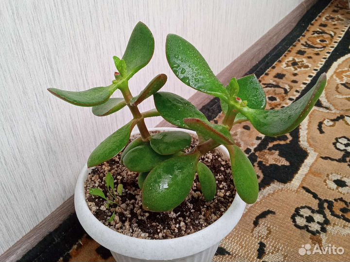 Денежное дерево