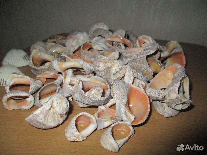 Морские ракушки раковины