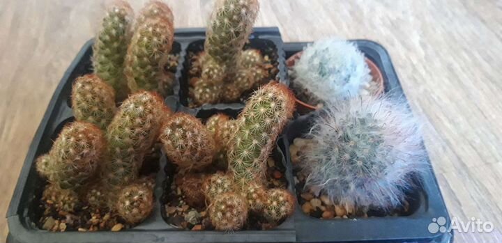 Маммиллярия элонгата