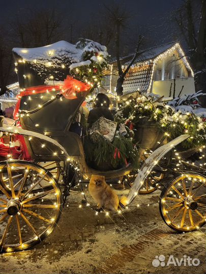 Вязка Шпиц малый немецкий