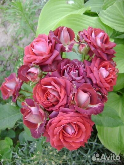 Саженцы роз