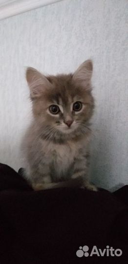 Котосемейство в добрые руки