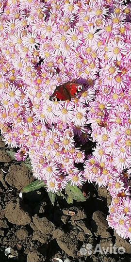 Садовые растения