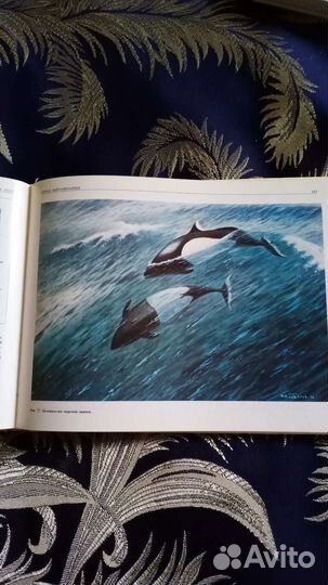 Атлас морские млекопитающие СССР