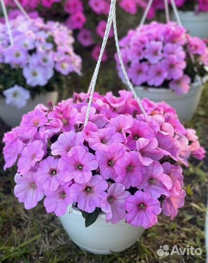 Петуния на доставку