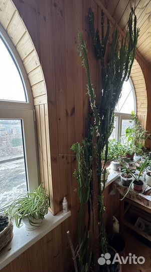 Кактус молочай