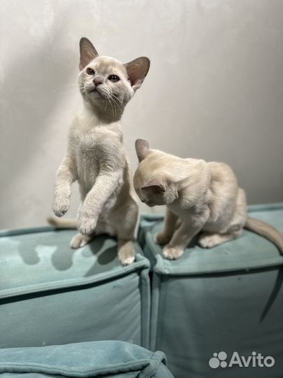 Бурманские котята