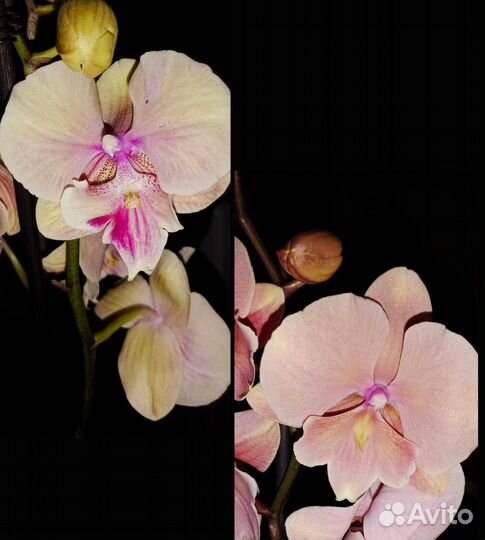 Орхидея фаленопсис биг лип