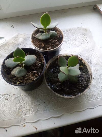 Крассула толстянка