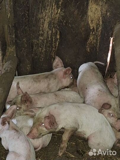 Поросята