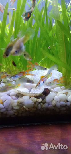 Аквариумные рыбки гуппи, молинезии, креветки