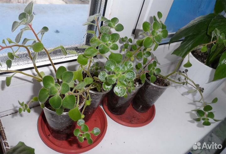 Цветы Аихризон дерево любви