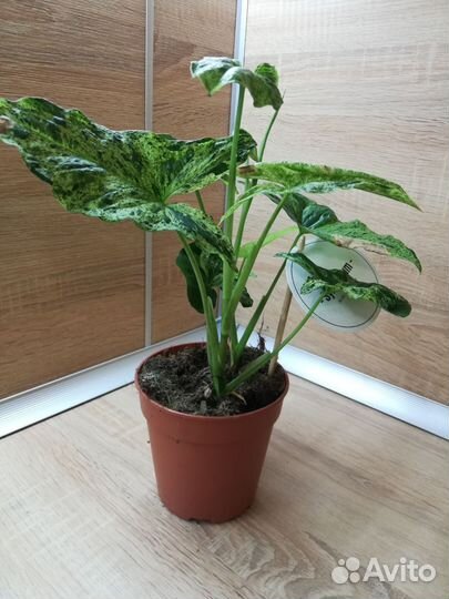 Сингониум Моттлед