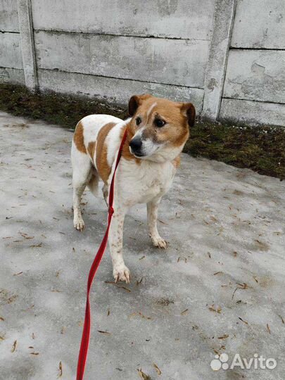 Собачка Коровка ждёт семью в приюте