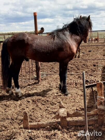 Продам жеребца