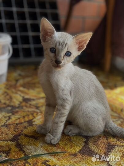 Котята породы Серенгети