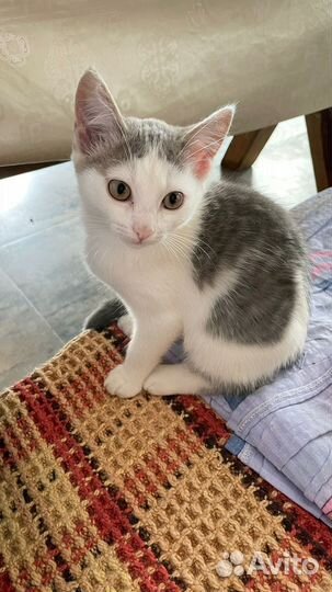 Кошечки маленькие