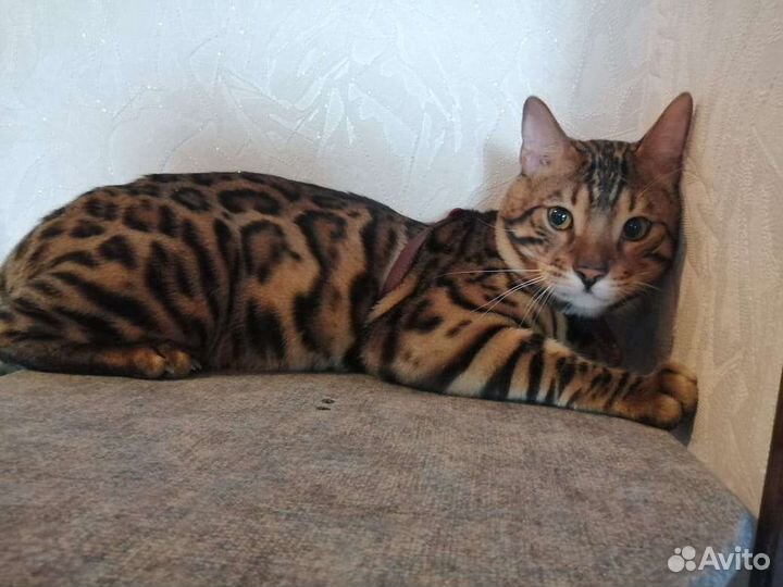 Бенгальский кот на вязку