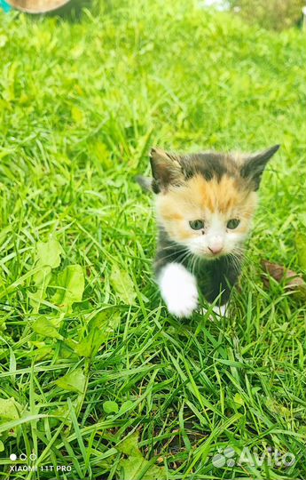 Кошка в дар бесплатно