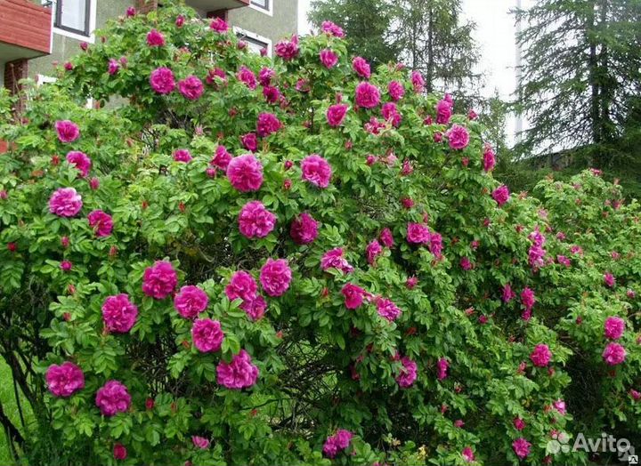 Роза морщинистая