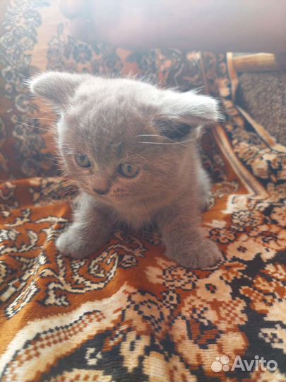 Британский котенок