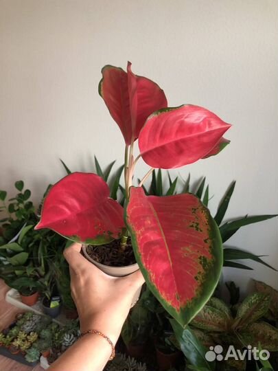 Аглаонема Ред стар