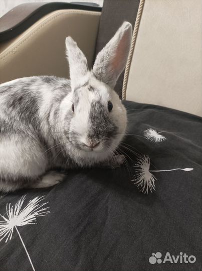 Декоративный кролик