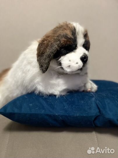 Щенок сербернара игрушка