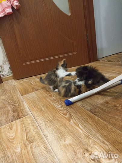 Кошка в дар бесплатно